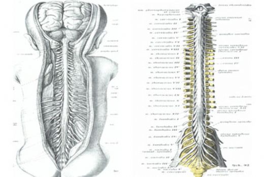 Gergin Omurilik Sendromu Belirtileri ve Tedavisi
