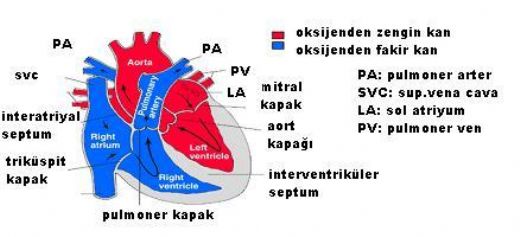Hipoplastik Sol Kalp Sendromu Belirtileri ve Tedavisi