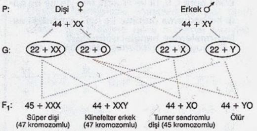Klinefelter Sendromu Belirtileri ve Tedavisi